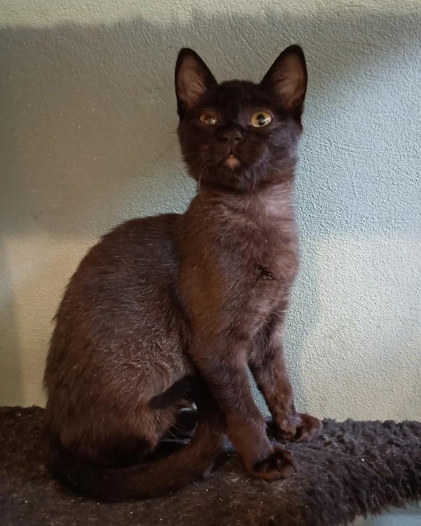 Brasa, gata de porte pequeno para adoção em Campinas - SP — foto 4 de 4