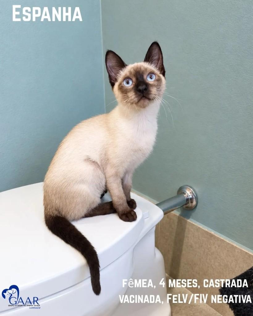 Espanha, gata de porte pequeno para adoção em Campinas - SP