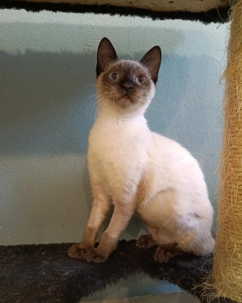 Espanha, gata de porte pequeno para adoção em Campinas - SP — foto 2 de 5