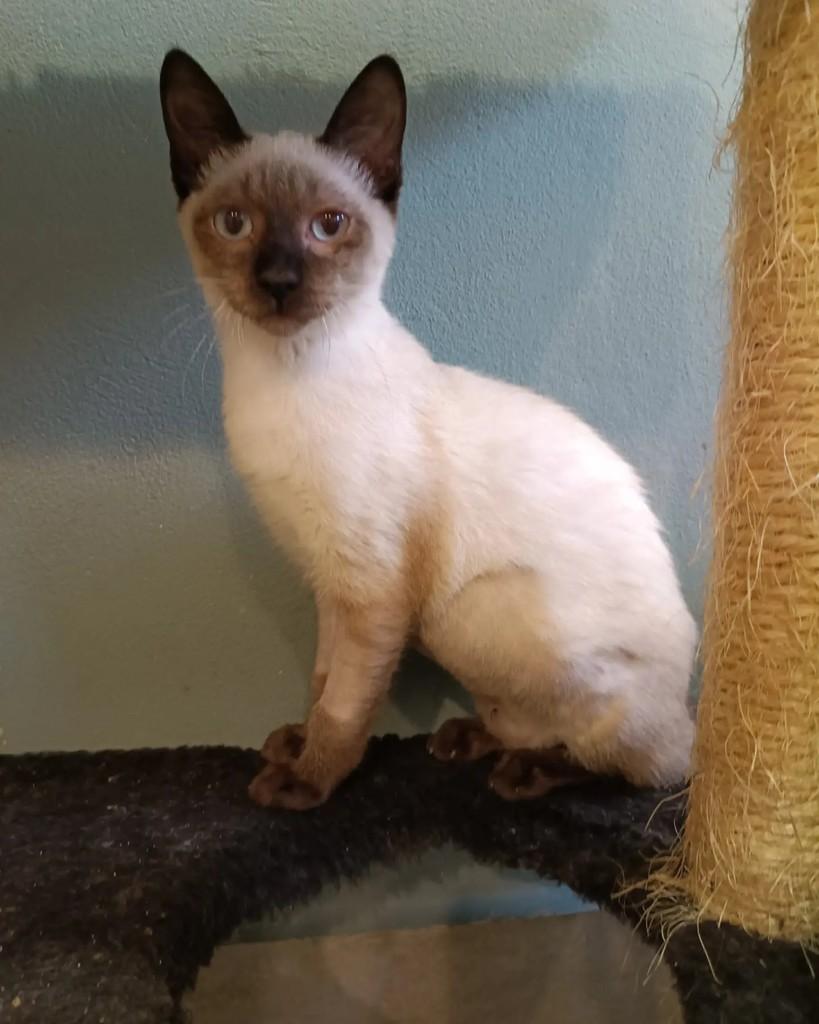 Espanha, gata de porte pequeno para adoção em Campinas - SP — foto 3 de 5