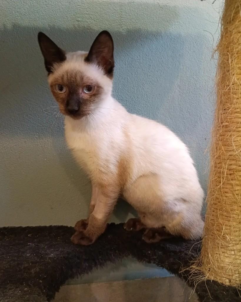Espanha, gata de porte pequeno para adoção em Campinas - SP — foto 4 de 5