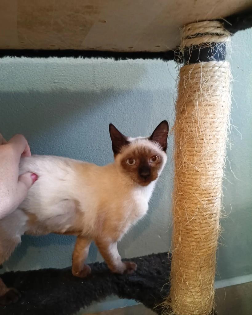 Espanha, gata de porte pequeno para adoção em Campinas - SP — foto 5 de 5
