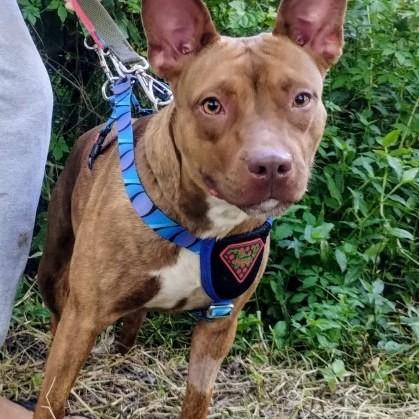 Matilda, cadela de porte médio para adoção em Campinas - SP