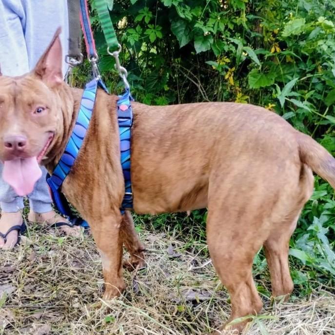 Matilda, cadela de porte médio para adoção em Campinas - SP — foto 2 de 2