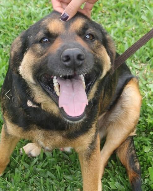 Chokitto, cachorro de porte médio para adoção em Campinas - SP