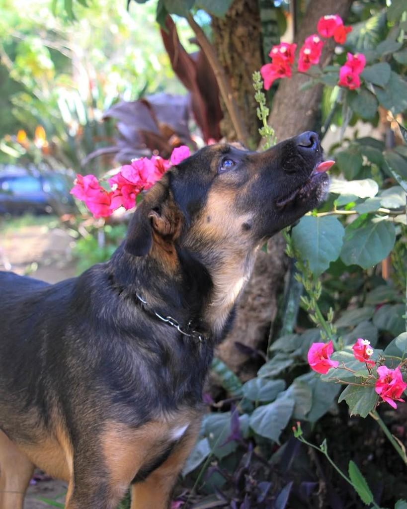 Chokitto, cachorro de porte médio para adoção em Campinas - SP — foto 2 de 2