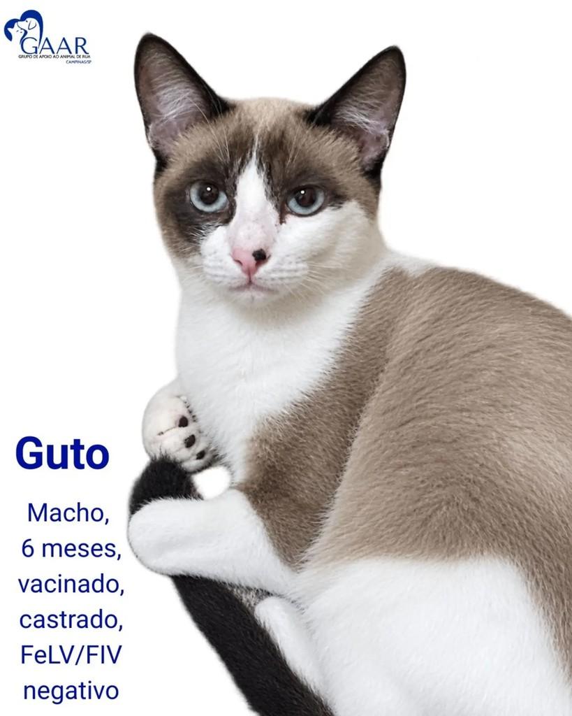 Guto, gato de porte pequeno para adoção em Campinas - SP