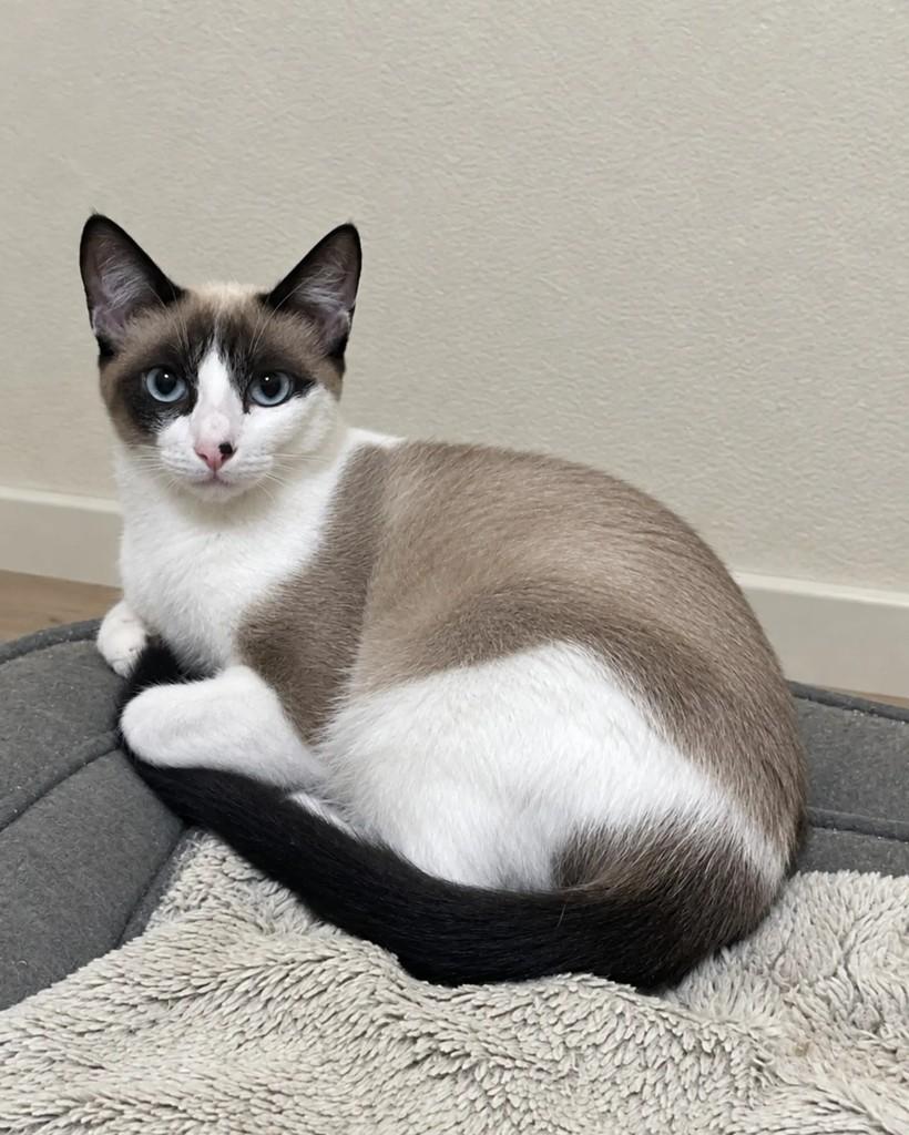 Guto, gato de porte pequeno para adoção em Campinas - SP — foto 2 de 2