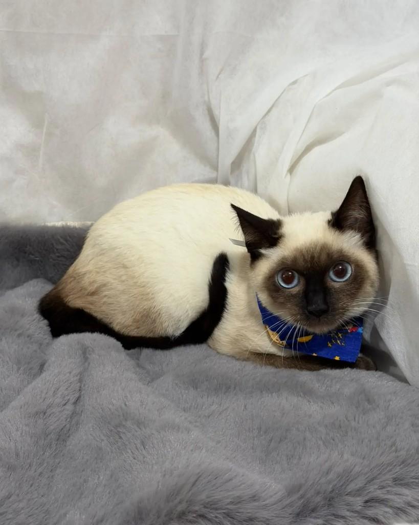 Sialata, gata de porte pequeno para adoção em Campinas - SP