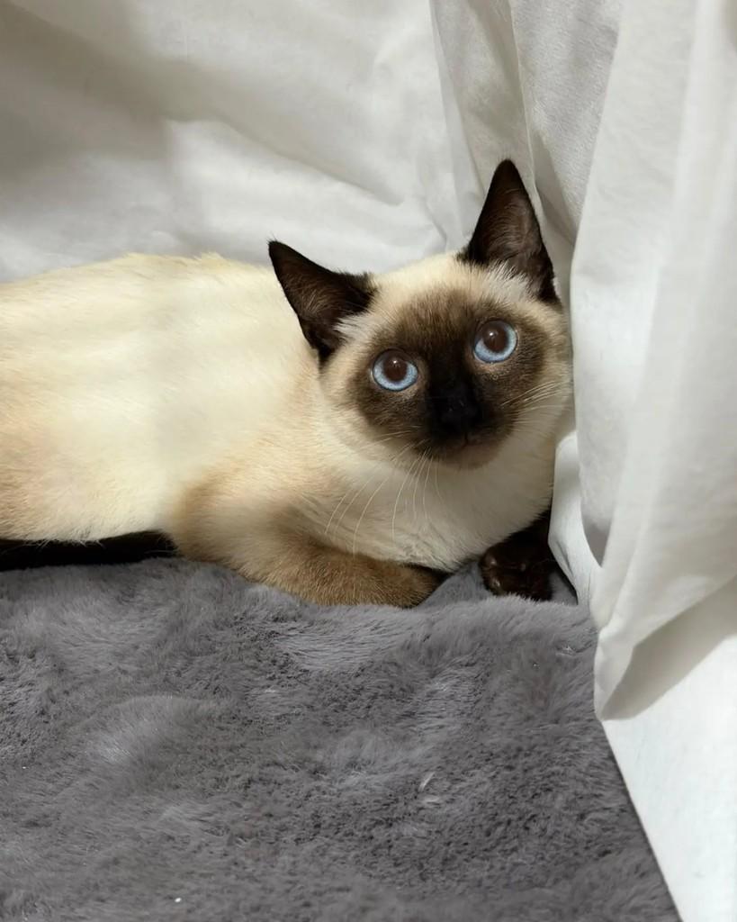 Sialata, gata de porte pequeno para adoção em Campinas - SP — foto 2 de 2