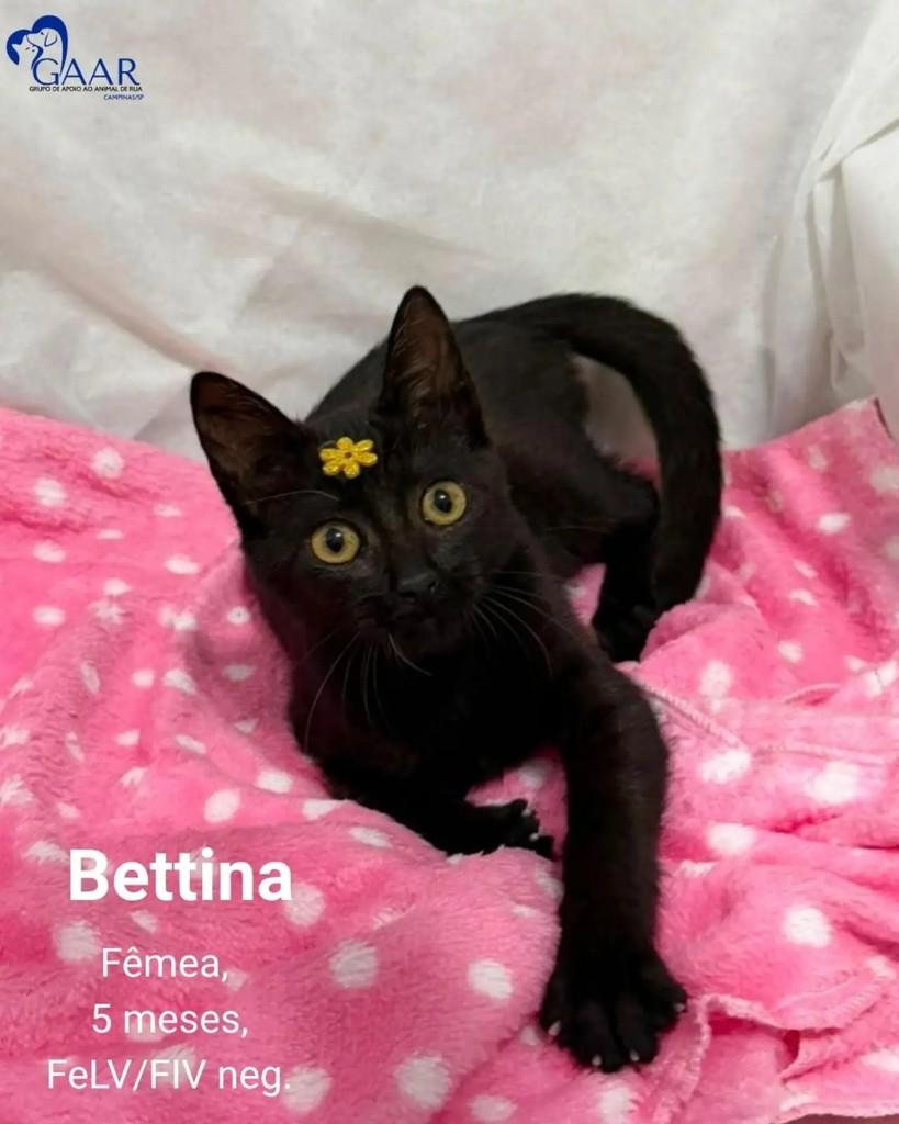 Panteirinha, gata de porte pequeno para adoção em Campinas - SP