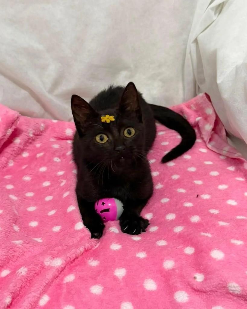 Panteirinha, gata de porte pequeno para adoção em Campinas - SP — foto 2 de 4