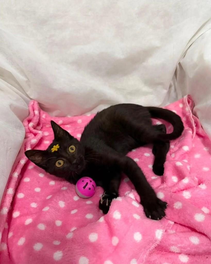 Panteirinha, gata de porte pequeno para adoção em Campinas - SP — foto 3 de 4