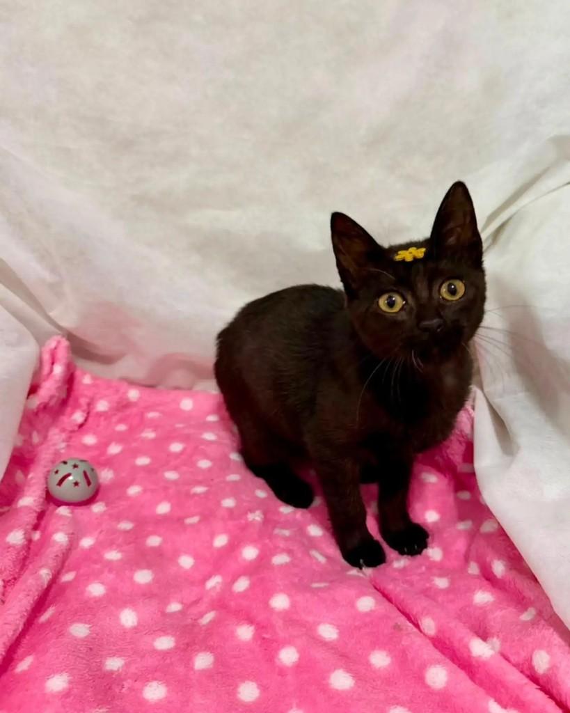 Panteirinha, gata de porte pequeno para adoção em Campinas - SP — foto 4 de 4