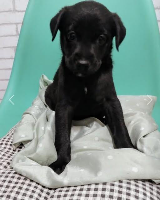 Bono, cachorro de porte pequeno para adoção em Campinas - SP