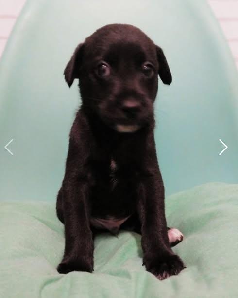 Bono, cachorro de porte pequeno para adoção em Campinas - SP — foto 2 de 2