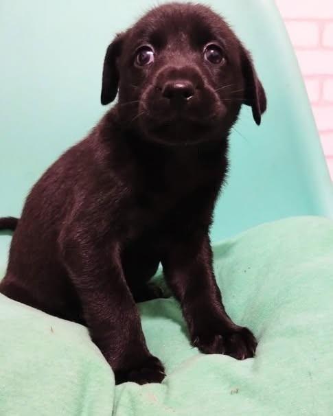 Mabel, cadela de porte pequeno para adoção em Campinas - SP