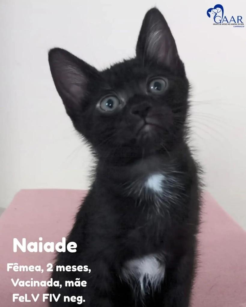 Naiade, gata para adoção em Campinas - SP