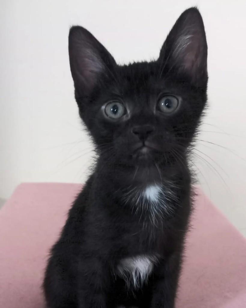 Naiade, gata para adoção em Campinas - SP — foto 4 de 4