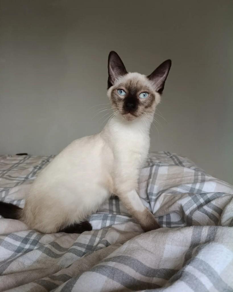 Portugal, gato para adoção em Campinas - SP