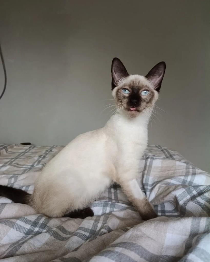 Portugal, gato para adoção em Campinas - SP — foto 2 de 6
