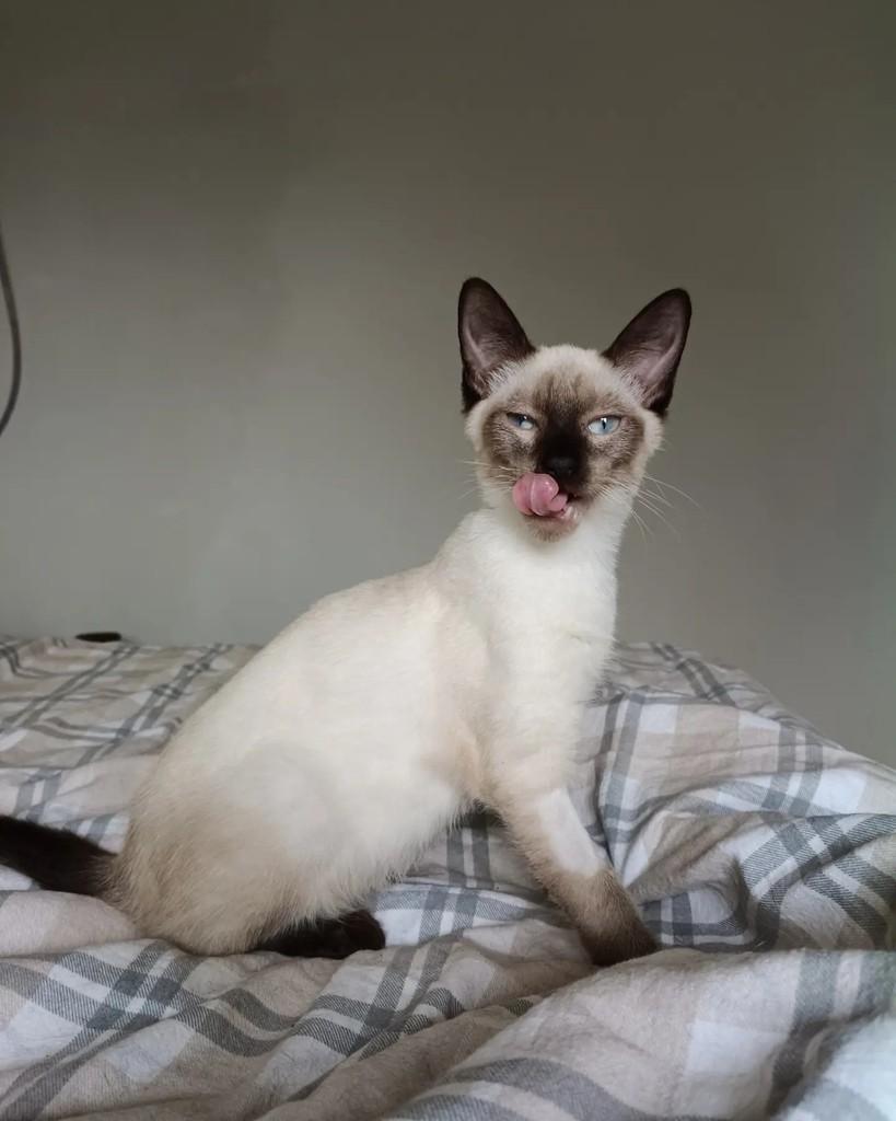 Portugal, gato para adoção em Campinas - SP — foto 3 de 6