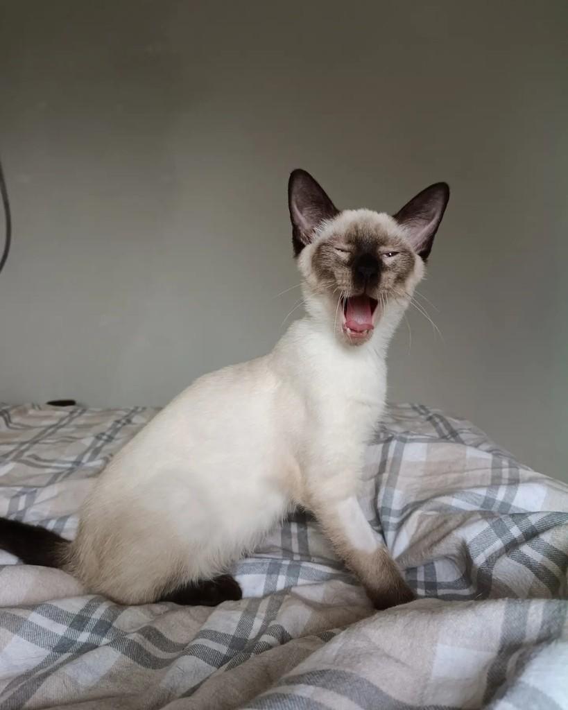 Portugal, gato para adoção em Campinas - SP — foto 4 de 6