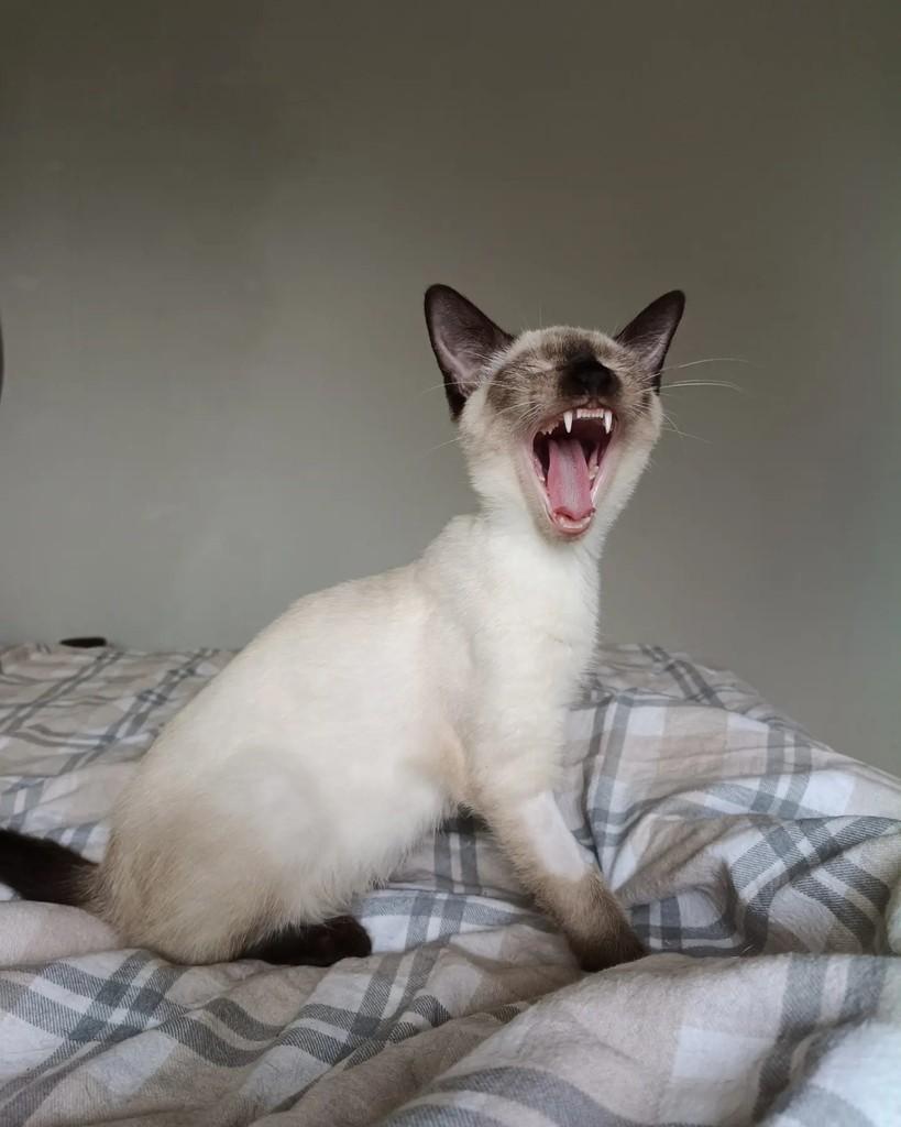 Portugal, gato para adoção em Campinas - SP — foto 5 de 6