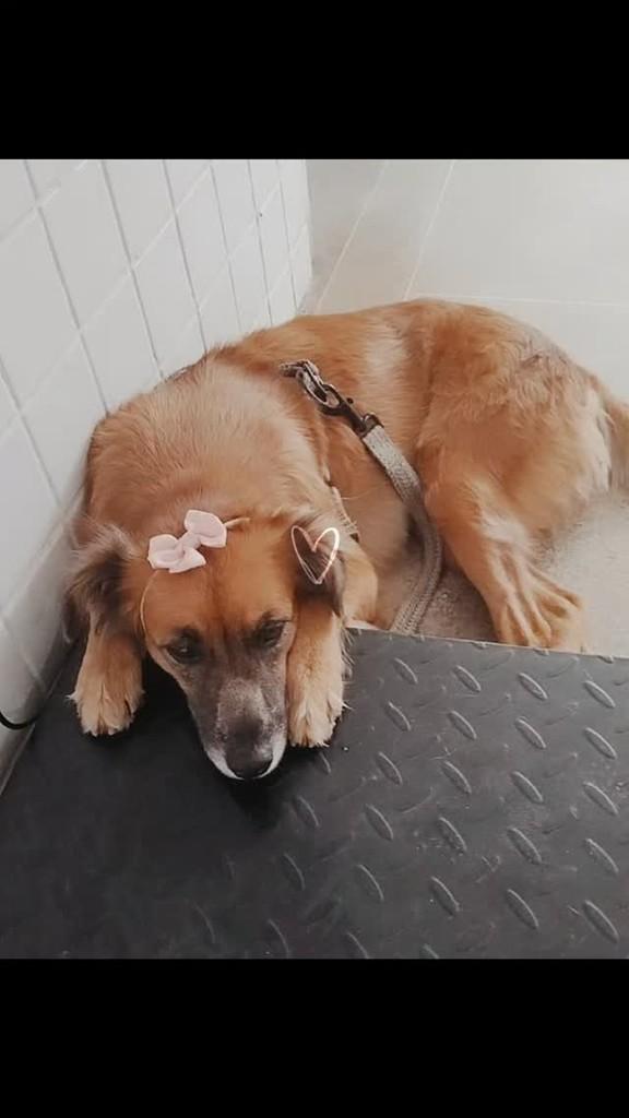 Xuxinha, cadela de porte pequeno para adoção em Solânea - PB