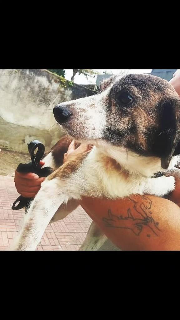 Amora, cachorro de porte pequeno para adoção em Solânea - PB