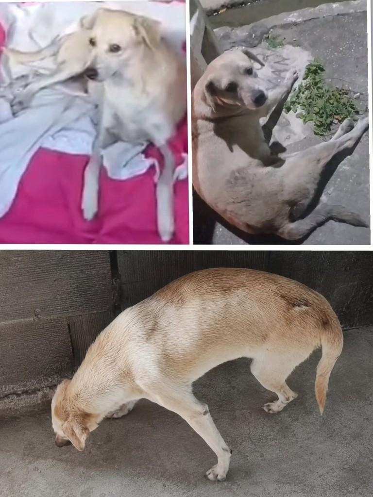 Lua, cadela de porte pequeno para adoção em Solânea - PB
