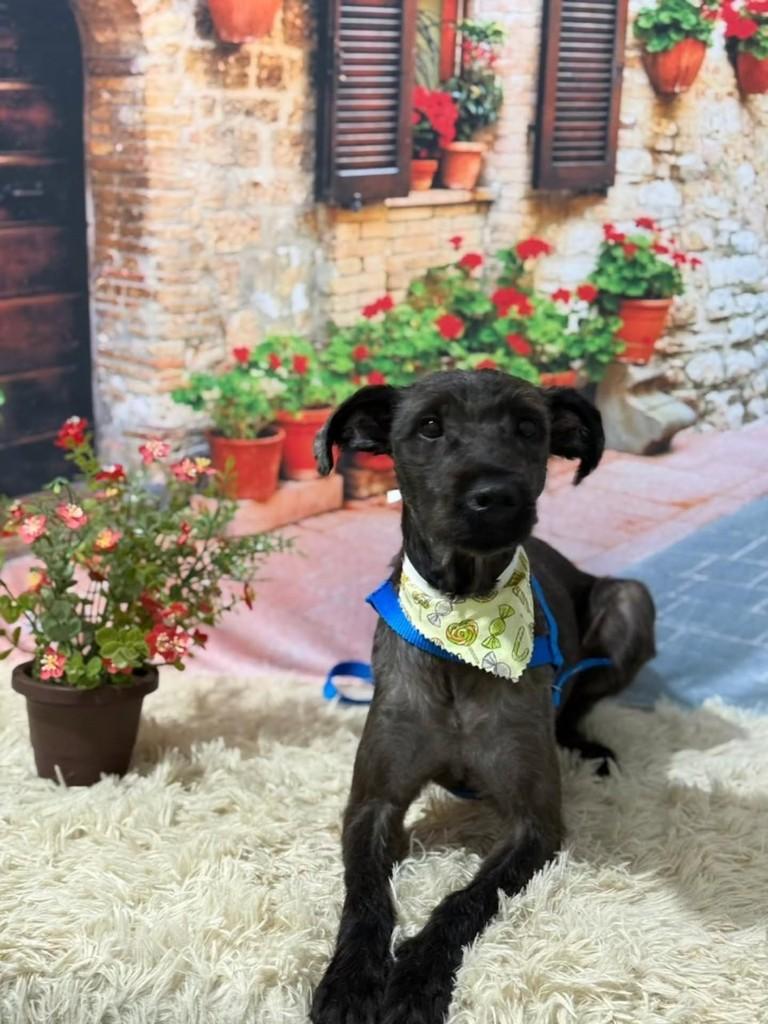 Tótó, cachorro de porte médio para adoção em Solânea - PB