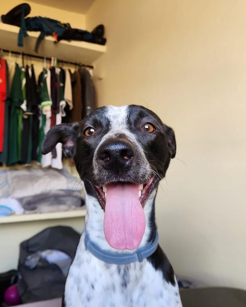Magrelinho, cachorro de porte médio para adoção em Franca - SP