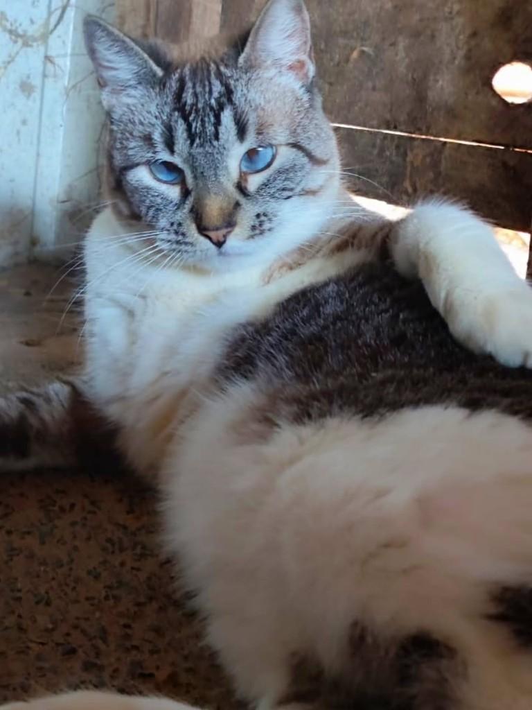 Princesinha, gata de porte pequeno para adoção em Corumbá - MS