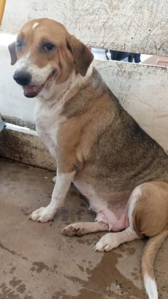 Pimentinha, cadela de porte médio para adoção em Corumbá - MS