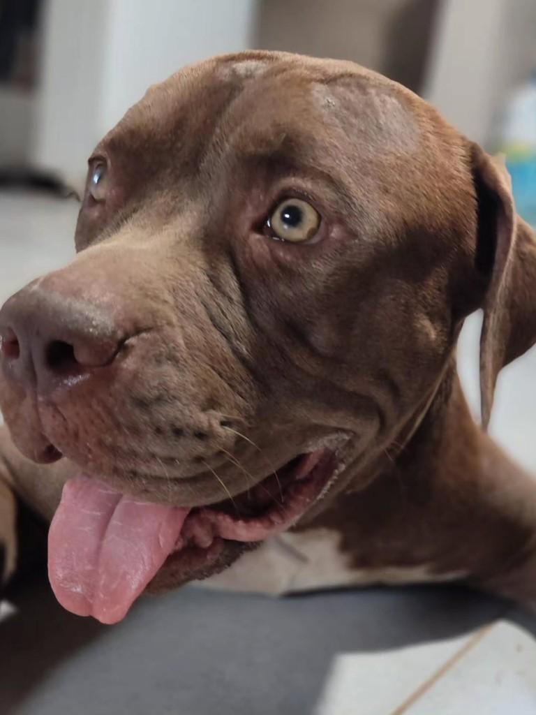 Safira, cachorro de porte médio para adoção em Corumbá - MS
