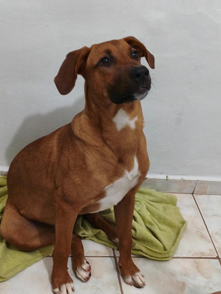 Babi Ursinha, cachorro de porte médio para adoção em São Paulo - SP