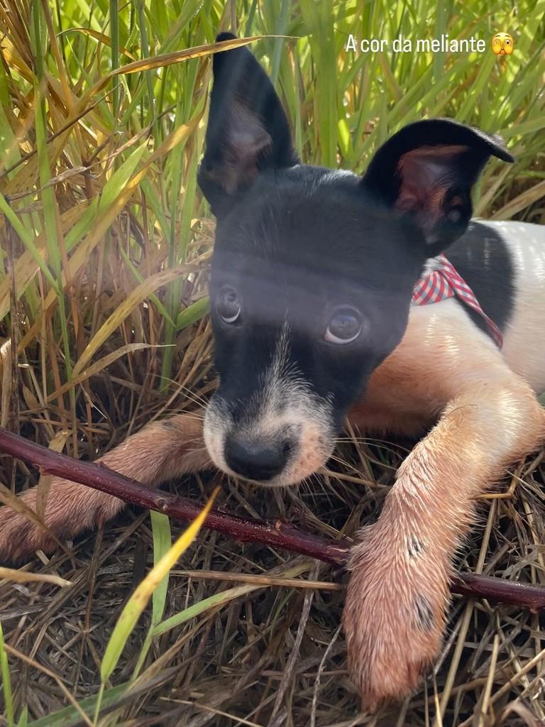 Filó, cachorro de porte pequeno para adoção em São Paulo - SP