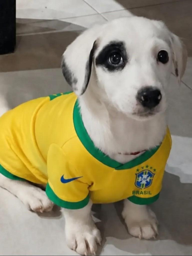 Benicio, cachorro de porte pequeno para adoção em São Paulo - SP