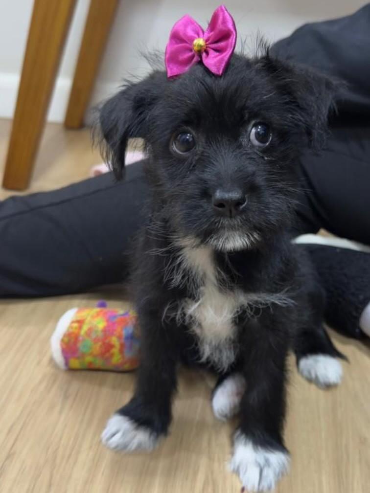 Margot, cachorro de porte pequeno para adoção em São Paulo - SP
