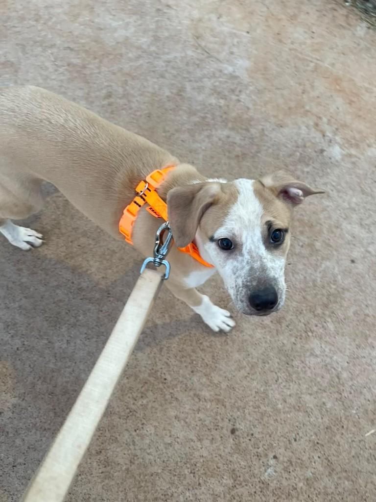 Zôe, cadela de porte pequeno para adoção em São Paulo - SP