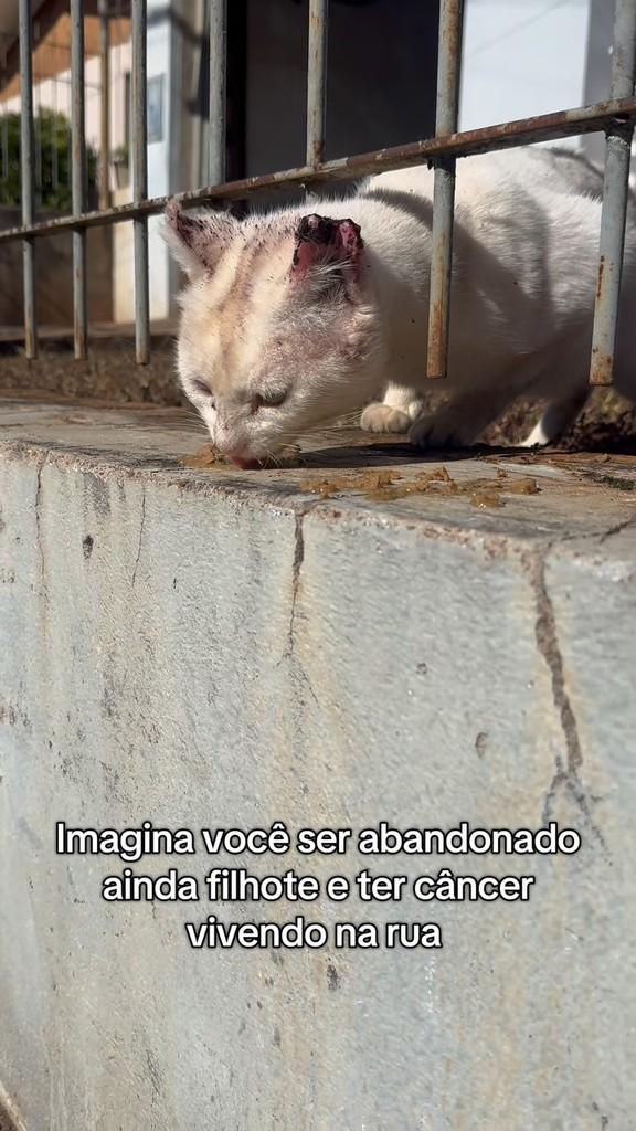 Dumbo, gato de porte pequeno para adoção em Passo Fundo - RS