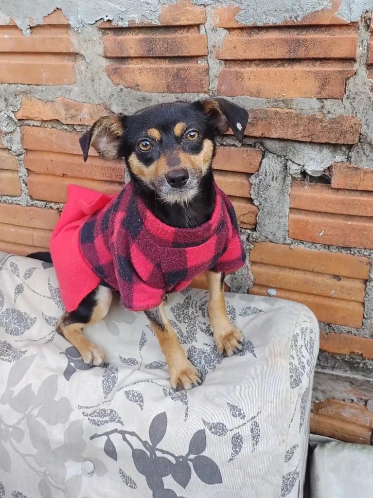 Mini Cachorrinha, cadela de porte pequeno para adoção em Passo Fundo - RS