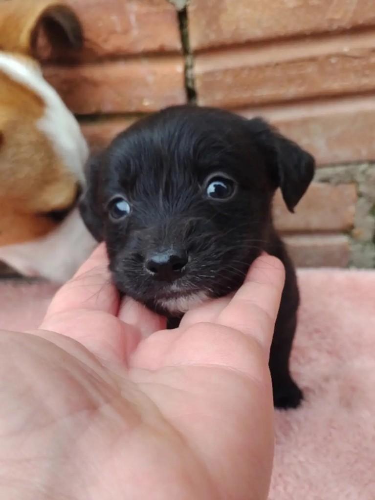 Billie, cadela de porte médio para adoção em Passo Fundo - RS