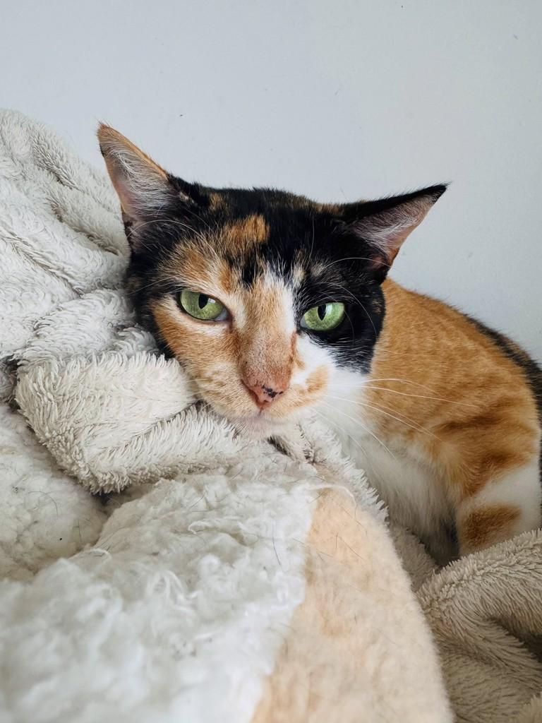 Tricolor, gata de porte médio para adoção em Carazinho - RS