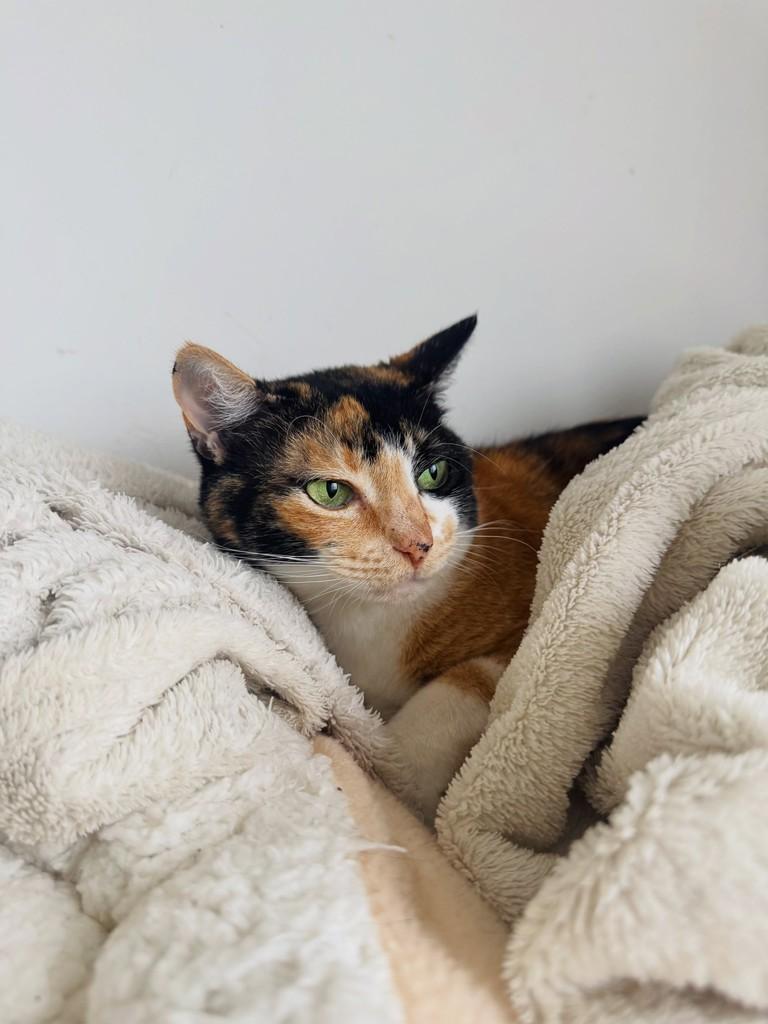 Tricolor, gata de porte médio para adoção em Carazinho - RS — foto 2 de 8