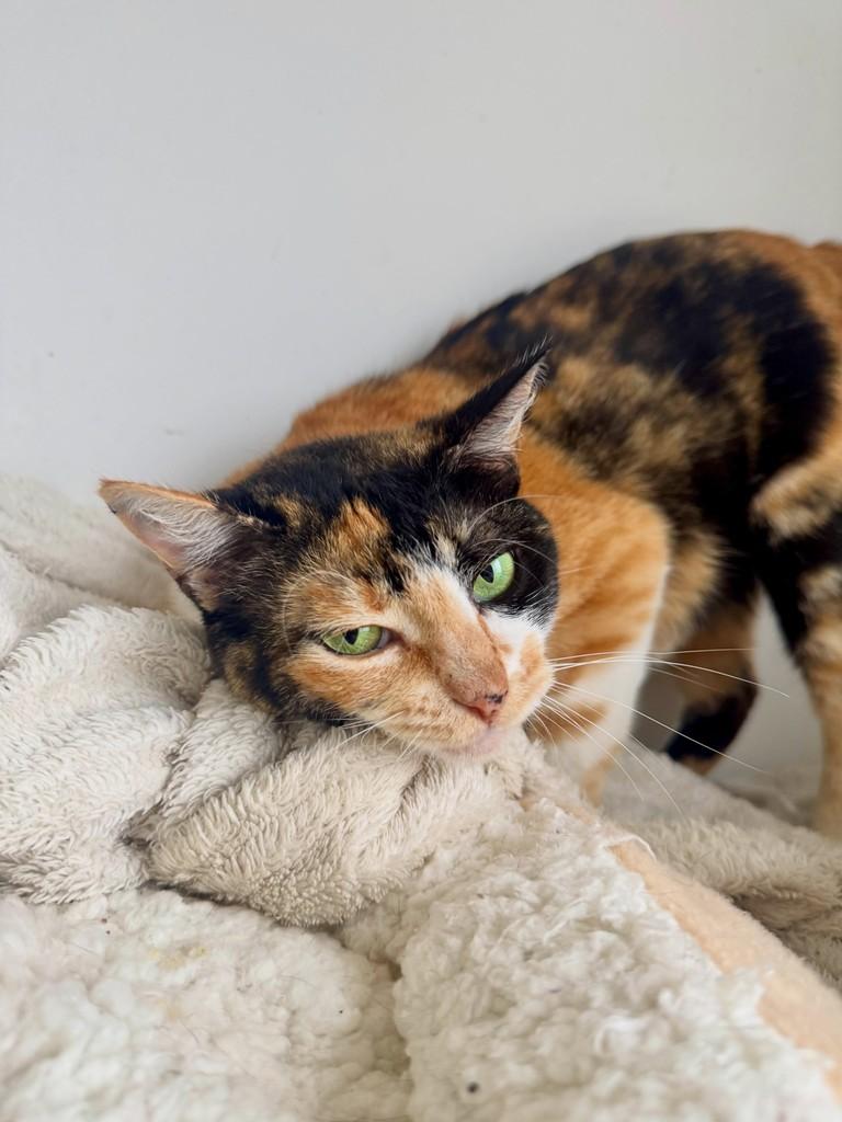 Tricolor, gata de porte médio para adoção em Carazinho - RS — foto 3 de 8