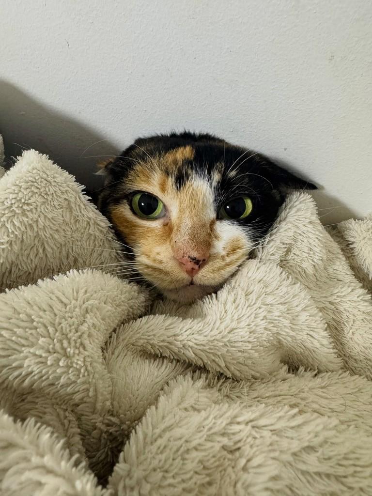 Tricolor, gata de porte médio para adoção em Carazinho - RS — foto 4 de 8