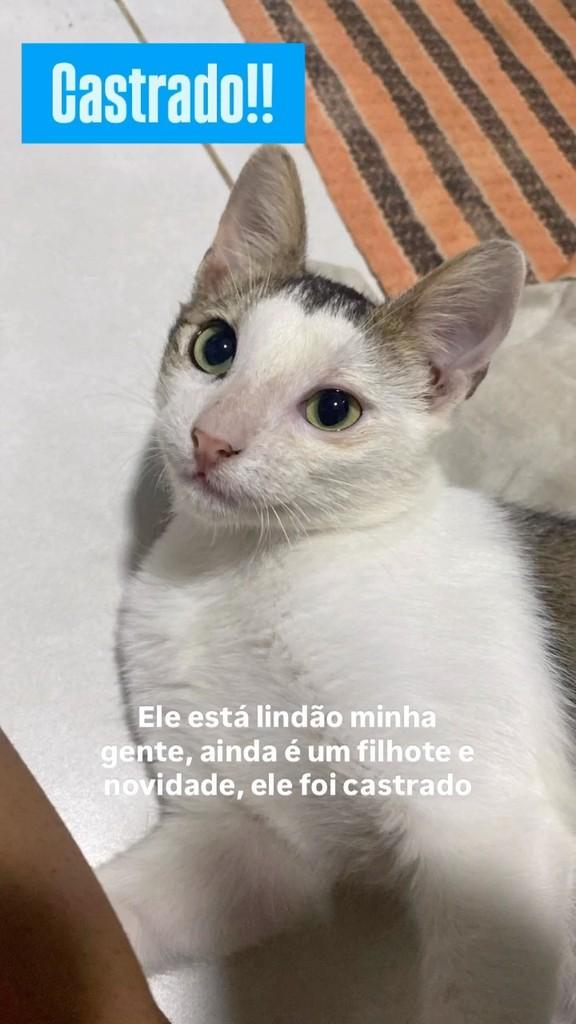 O Lindao, gato para adoção em Carpina - PE