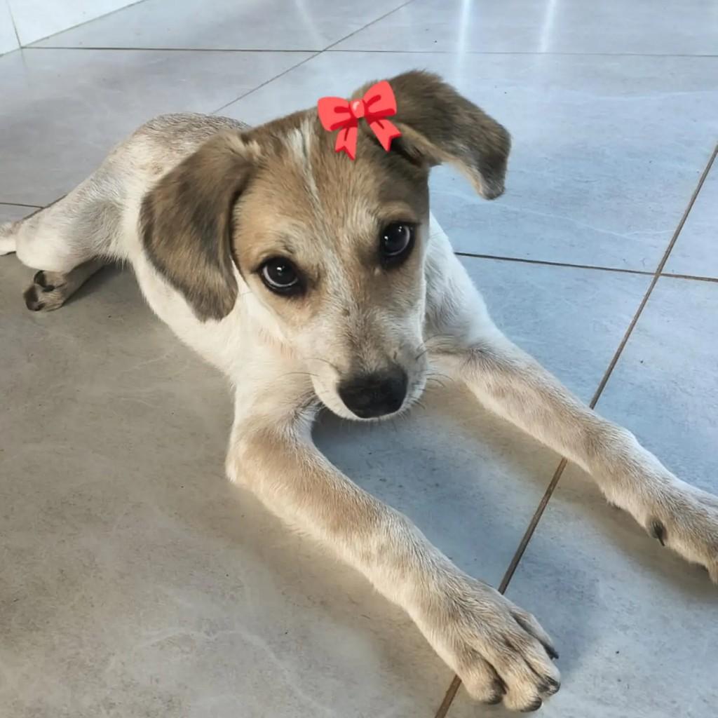 Amora, cadela de porte médio para adoção em Carpina - PE